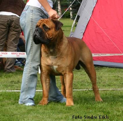 Norwegian bullmastiff shop